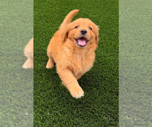 English Cream Golden Retriever Puppy for sale in SANTA ANA, CA, USA