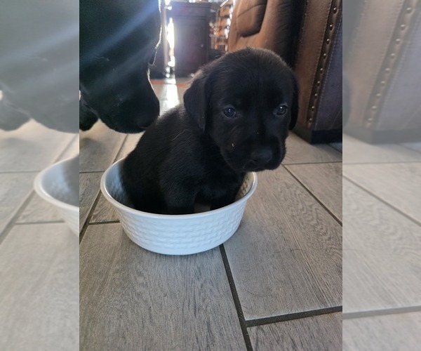 Medium Photo #28 Labrador Retriever Puppy For Sale in SHELBYVILLE, IN, USA
