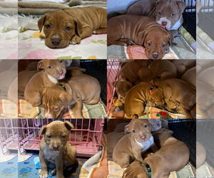 American Pit Bull Terrier-Unknown Mix Dogs for adoption in Jackson Township, NJ, USA