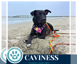 Labrador Retriever-Unknown Mix Dogs for adoption in Kimberton, PA, USA
