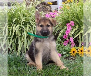 German Shepherd Dog Puppy for sale in STEWARTSTOWN, PA, USA