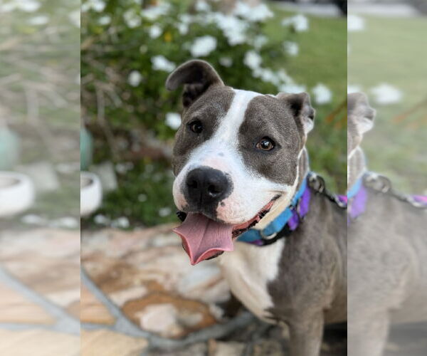 Medium Photo #1 Mutt Puppy For Sale in west Palm Beach, FL, USA