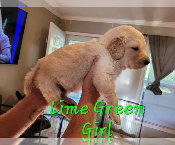 Medium Photo #6 Golden Pyrenees-Golden Retriever Mix Puppy For Sale in ARDMORE, AL, USA