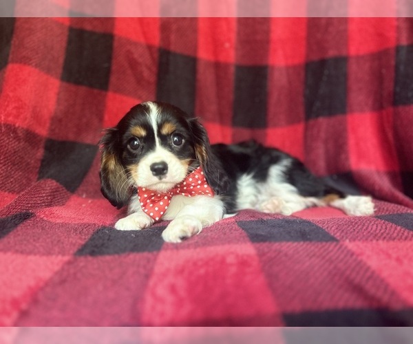 Medium Photo #8 Cavalier King Charles Spaniel Puppy For Sale in LAKELAND, FL, USA