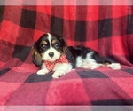 Small #7 Cavalier King Charles Spaniel