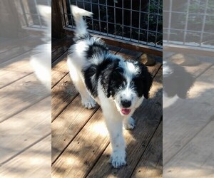 Pyredoodle Puppy for sale in MARION, TX, USA