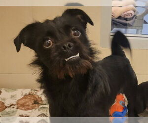 - Mix Dogs for adoption in Redwood City, CA, USA