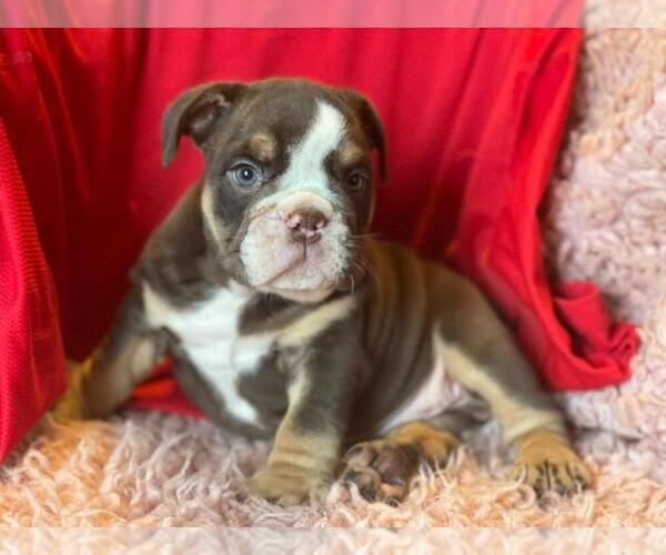 Medium Photo #7 English Bulldog Puppy For Sale in HAMDEN, CT, USA