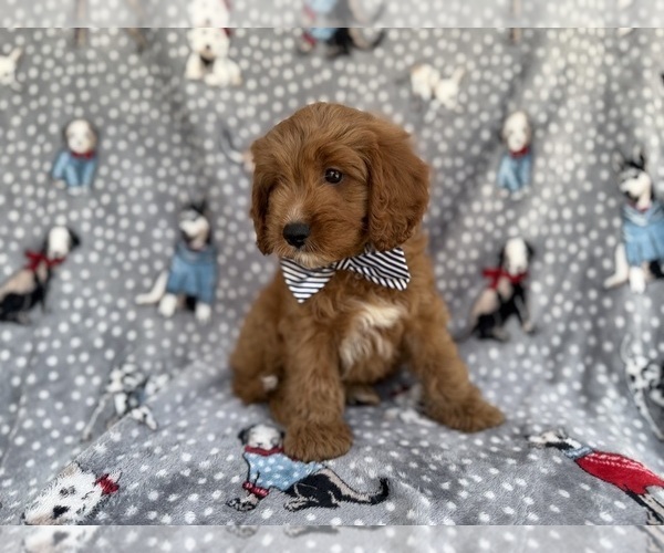 Medium Photo #4 Cavapoo (Standard) Puppy For Sale in LAKELAND, FL, USA