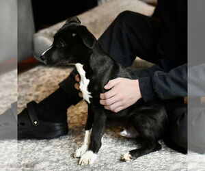 Mutt Dogs for adoption in Mechanicsburg, PA, USA