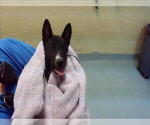 Siberian Husky-Unknown Mix Dogs for adoption in Tulsa, OK, USA