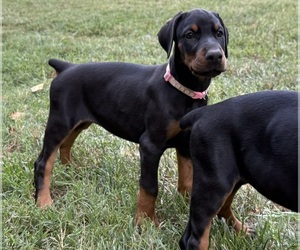 Doberman Pinscher Puppy for sale in NEWTON, NC, USA