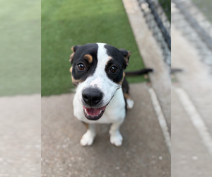 Mutt Dogs for adoption in Andover, MN, USA