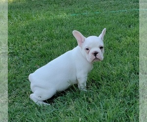 French Bulldog Puppy for sale in FRESNO, CA, USA