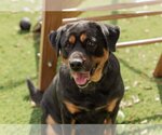 Small Photo #4 Rottweiler Puppy For Sale in Mooresville, NC, USA