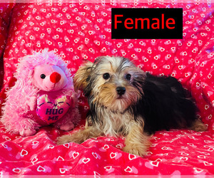 Yorkshire Terrier Puppy for sale in AMSTERDAM, MO, USA