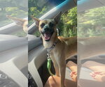 Small #1 Rat Terrier Mix