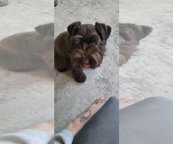 Medium Photo #1 Schnauzer (Miniature) Puppy For Sale in SACRAMENTO, CA, USA