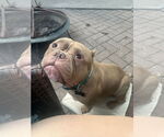 Small #1 Bulldog Mix