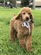 Poodle (Standard) Puppy for sale in LAKELAND, FL, USA