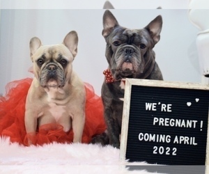 Father of the French Bulldog puppies born on 03/24/2022