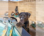 LUCKY - Male American Pit Bull Terrier-Unknown Mix Dog for Adoption - Small photo