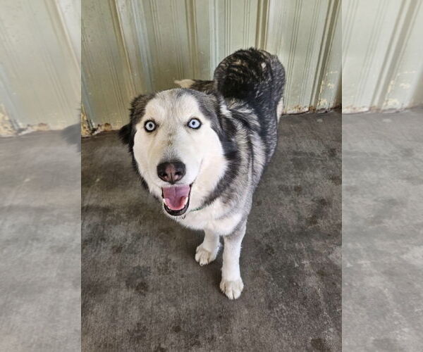 Medium Photo #3 Siberian Husky Puppy For Sale in El Centro, CA, USA