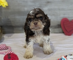 Medium Cockapoo-Poodle (Miniature) Mix