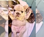 Small Photo #3 French Bulldog Puppy For Sale in PHILADELPHIA, PA, USA