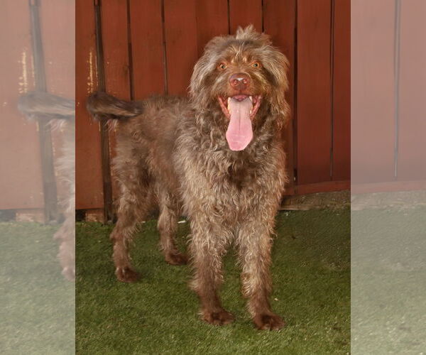 Medium Photo #2 Goldendoodle Puppy For Sale in Oakland Park, FL, USA