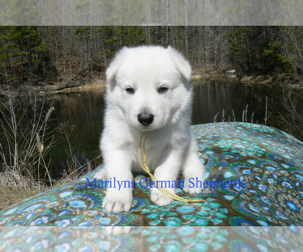 Medium Photo #5 German Shepherd Dog Puppy For Sale in PIEDMONT, MO, USA