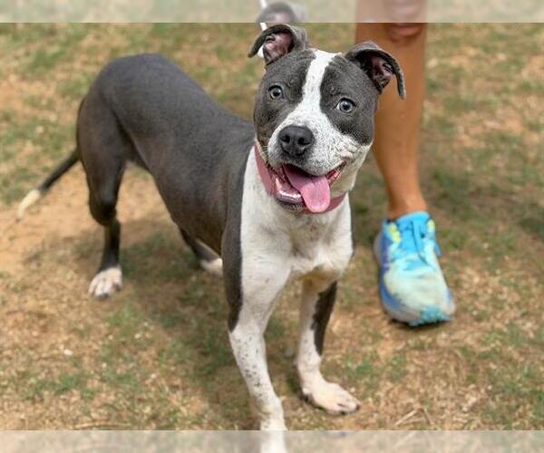 Medium Photo #1 American Staffordshire Terrier Puppy For Sale in Tallahassee, FL, USA