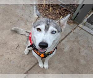Siberian Husky-Unknown Mix Dogs for adoption in Martinez, CA, USA
