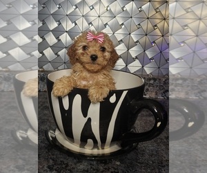 Cavapoo Puppy for sale in GOSHEN, IN, USA
