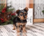 Small Photo #3 Bichon Frise Puppy For Sale in NAPLES, FL, USA