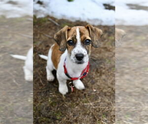 Bea-Tzu Dogs for adoption in Wakefield, RI, USA