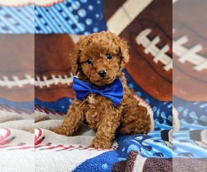Cavapoo-Poodle (Toy) Mix Puppy for sale in RED LION, PA, USA