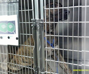 Mutt Dogs for adoption in Oklahoma City, OK, USA