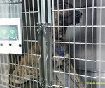 BRUNO - Male Mutt Dog for Adoption - Small photo