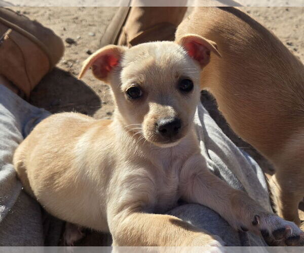 Medium Photo #4 Chihuahua-Unknown Mix Puppy For Sale in Peralta, NM, USA