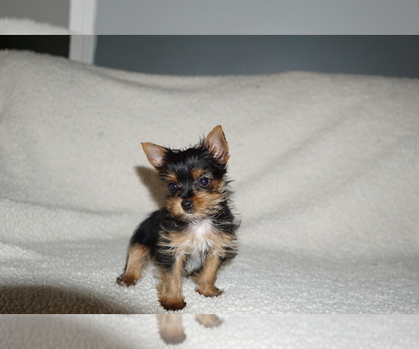 Medium Photo #2 Yorkshire Terrier Puppy For Sale in DUNDEE, OH, USA