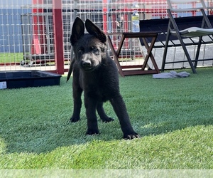 German Shepherd Dog Puppy for sale in NORTH HOLLYWOOD, CA, USA