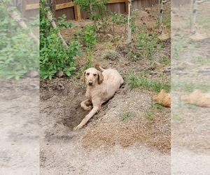 Poodle (Standard) Dogs for adoption in BLACK FOREST, CO, USA