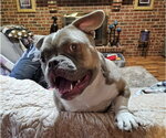 Small #3 American Bulldog Mix