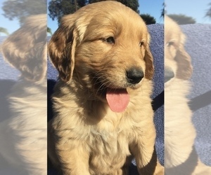 Golden Retriever Puppy for sale in SANTA ANA, CA, USA