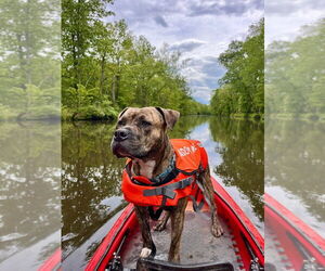 American Staffordshire Terrier Dogs for adoption in Lawrenceville, NJ, USA