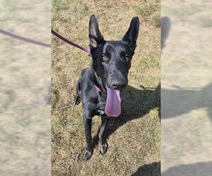 German Shepherd Dog Dogs for adoption in Decatur, IL, USA