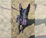 BATMAN - Male German Shepherd Dog Dog for Adoption - Small photo