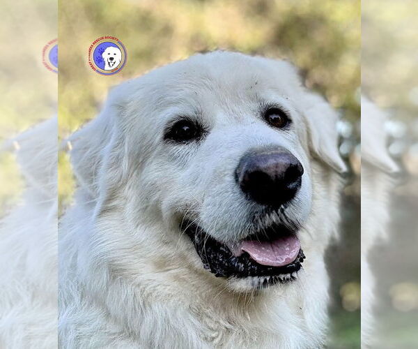 Medium Photo #1 Great Pyrenees Puppy For Sale in Spring, TX, USA