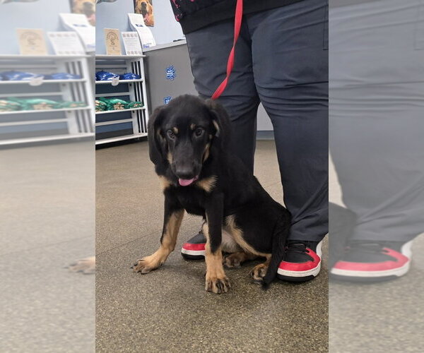 Medium Photo #4 Bloodhound-German Shepherd Dog Mix Puppy For Sale in Aurora, IN, USA
